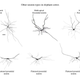 Elephant brain studies
